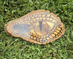 Dragon’s Gaze image 1