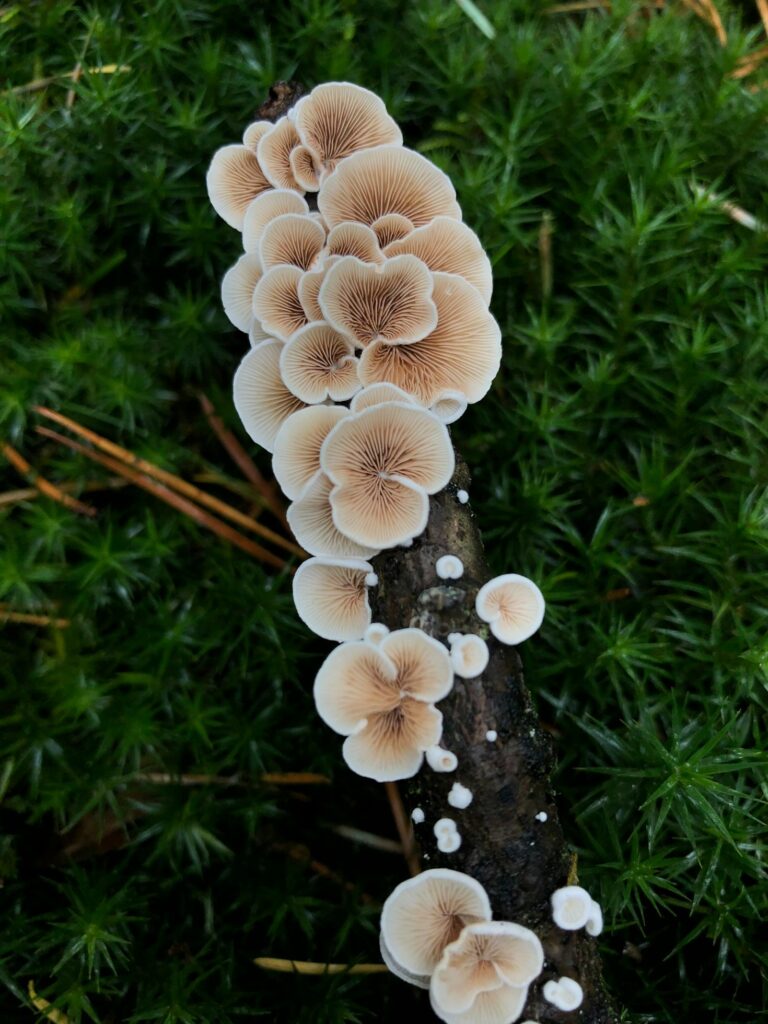 The Art of Crafting Patterns from Nature