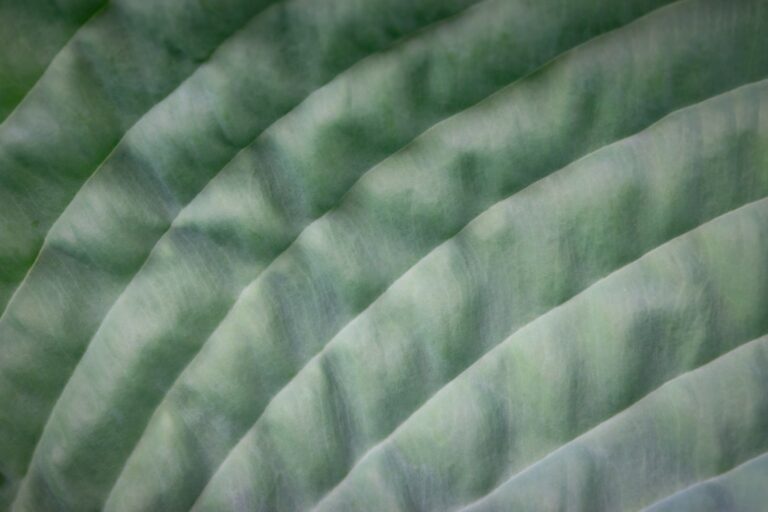 Embracing Imperfection: The Beauty of Organic Designs