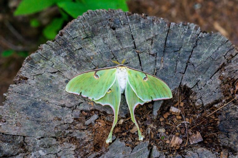 From Moths to Rain: Nature’s Influence in Design