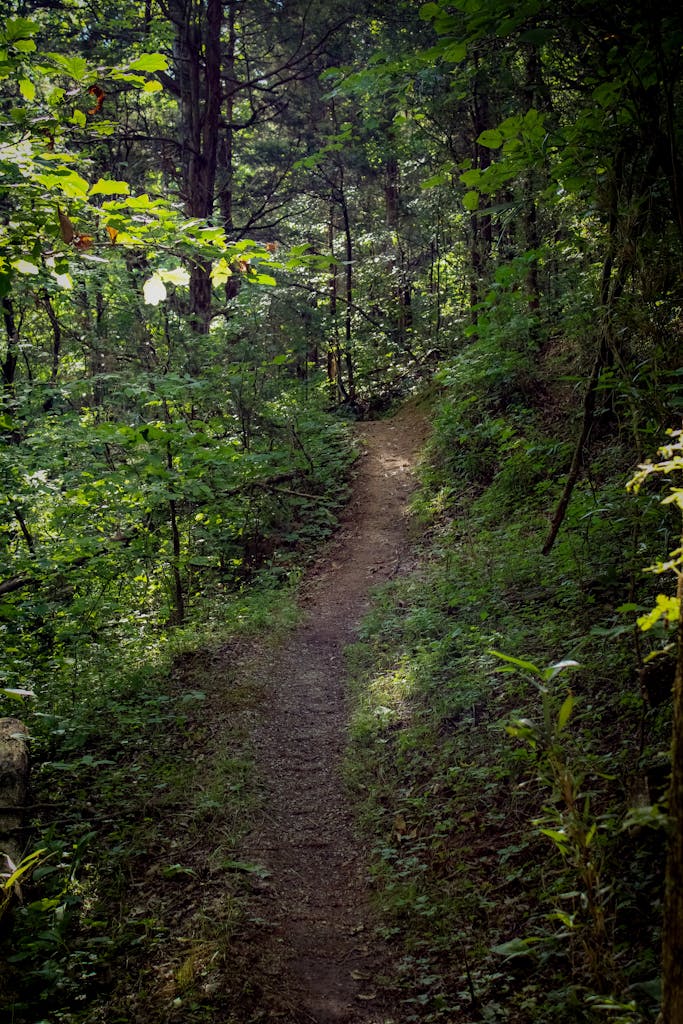 A tranquil forest path surrounded by lush greenery, perfect for hiking and nature walks.