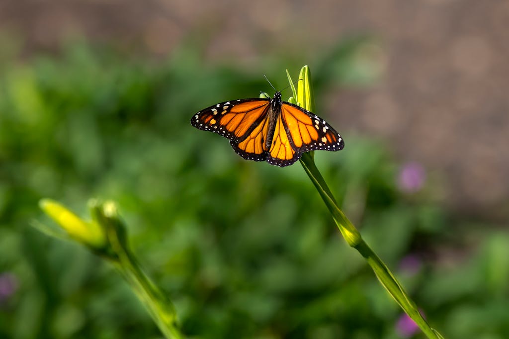 A vibrant monarch butterfly perched on a green plant stem with a blurred natural background.