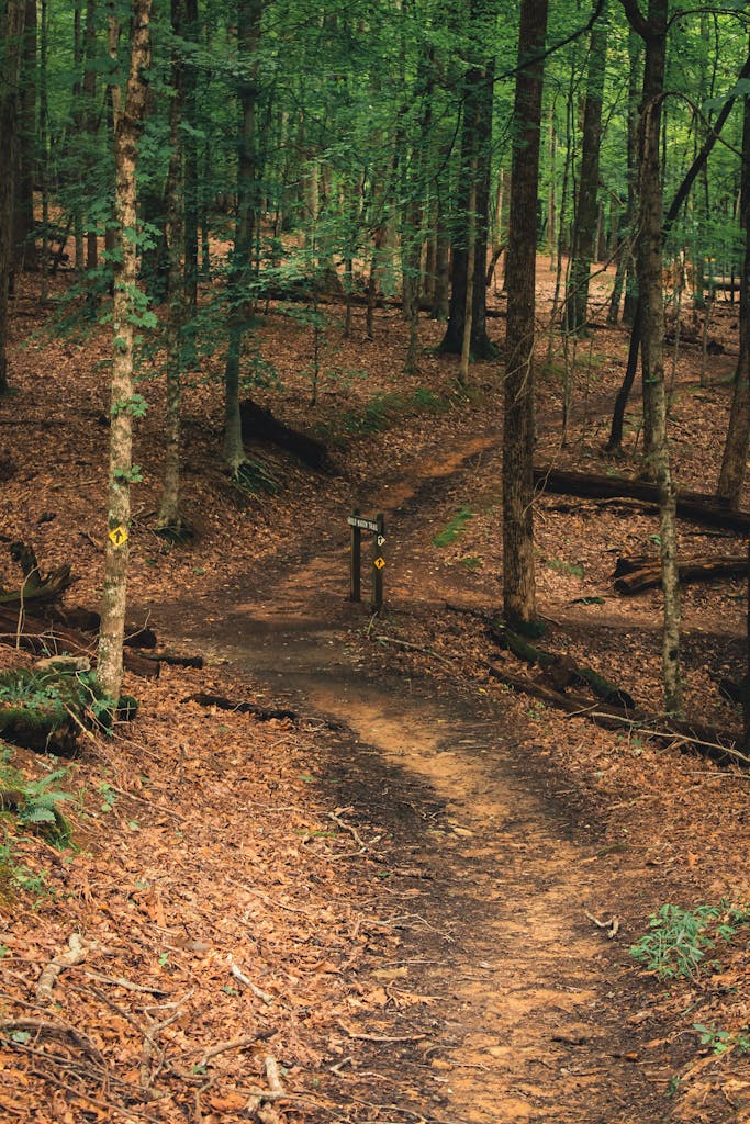 Peaceful hiking trail winding through a green forest with leafy trees.